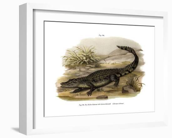 Caiman-null-Framed Giclee Print