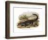 Caiman-null-Framed Giclee Print