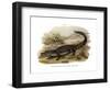 Caiman-null-Framed Giclee Print