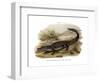 Caiman-null-Framed Giclee Print