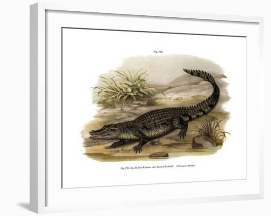 Caiman-null-Framed Giclee Print