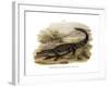 Caiman-null-Framed Giclee Print