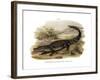 Caiman-null-Framed Giclee Print