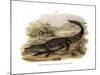 Caiman-null-Mounted Giclee Print