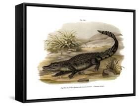 Caiman-null-Framed Stretched Canvas