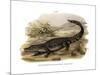 Caiman-null-Mounted Giclee Print