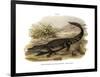 Caiman-null-Framed Giclee Print