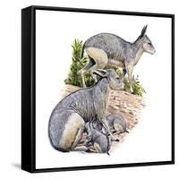 Cainotherium-null-Framed Stretched Canvas