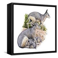 Cainotherium-null-Framed Stretched Canvas