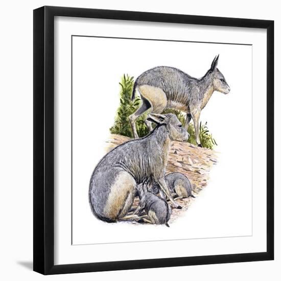 Cainotherium-null-Framed Photographic Print