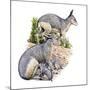 Cainotherium-null-Mounted Photographic Print