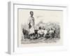 Cairene Milkman, Egypt, 1879-null-Framed Giclee Print