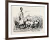 Cairene Milkman, Egypt, 1879-null-Framed Giclee Print