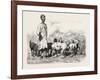 Cairene Milkman, Egypt, 1879-null-Framed Giclee Print