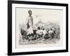 Cairene Milkman, Egypt, 1879-null-Framed Giclee Print