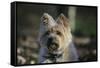 Cairn Terrier 17-Bob Langrish-Framed Stretched Canvas