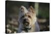 Cairn Terrier 17-Bob Langrish-Stretched Canvas
