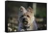 Cairn Terrier 17-Bob Langrish-Framed Stretched Canvas