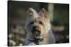 Cairn Terrier 17-Bob Langrish-Stretched Canvas