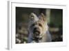 Cairn Terrier 17-Bob Langrish-Framed Photographic Print