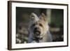 Cairn Terrier 17-Bob Langrish-Framed Photographic Print