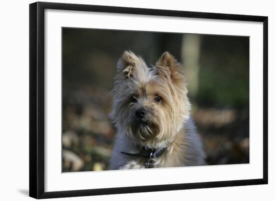 Cairn Terrier 17-Bob Langrish-Framed Photographic Print