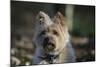 Cairn Terrier 17-Bob Langrish-Mounted Photographic Print