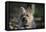 Cairn Terrier 17-Bob Langrish-Framed Stretched Canvas