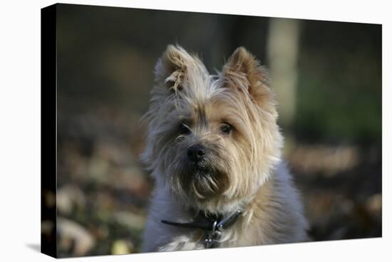 Cairn Terrier 17-Bob Langrish-Stretched Canvas