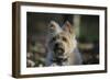 Cairn Terrier 17-Bob Langrish-Framed Photographic Print