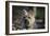 Cairn Terrier 17-Bob Langrish-Framed Photographic Print