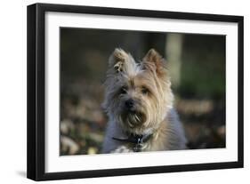 Cairn Terrier 17-Bob Langrish-Framed Photographic Print