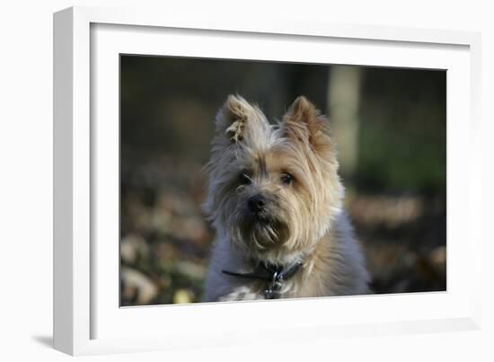 Cairn Terrier 17-Bob Langrish-Framed Photographic Print