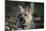 Cairn Terrier 17-Bob Langrish-Mounted Photographic Print