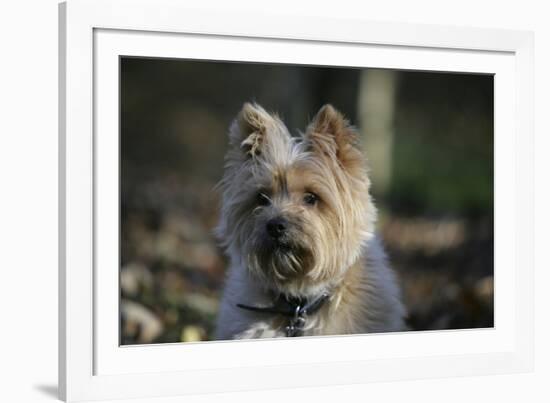 Cairn Terrier 17-Bob Langrish-Framed Photographic Print