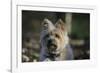 Cairn Terrier 17-Bob Langrish-Framed Photographic Print