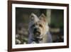 Cairn Terrier 17-Bob Langrish-Framed Photographic Print