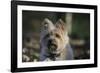 Cairn Terrier 17-Bob Langrish-Framed Photographic Print