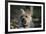 Cairn Terrier 17-Bob Langrish-Framed Photographic Print