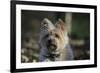 Cairn Terrier 17-Bob Langrish-Framed Photographic Print