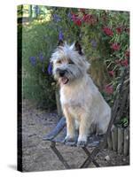 Cairn Terrier Sitting on Chair-null-Stretched Canvas