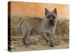 Cairn Terrier Standing with One Paw Raised-Petra Wegner-Stretched Canvas