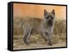 Cairn Terrier Standing with One Paw Raised-Petra Wegner-Framed Stretched Canvas