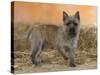 Cairn Terrier Standing with One Paw Raised-Petra Wegner-Stretched Canvas
