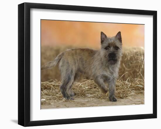 Cairn Terrier Standing with One Paw Raised-Petra Wegner-Framed Photographic Print