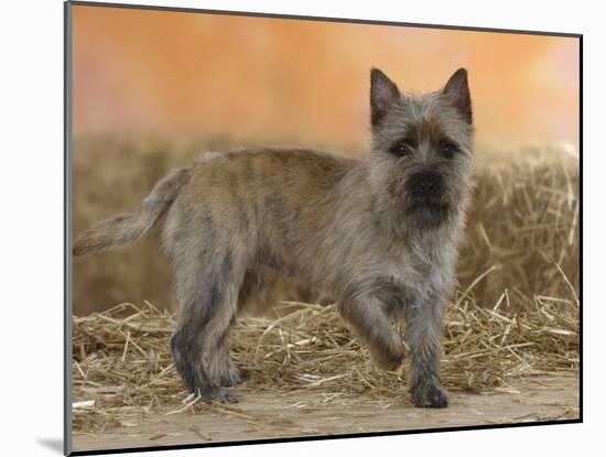 Cairn Terrier Standing with One Paw Raised-Petra Wegner-Mounted Photographic Print