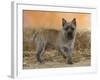 Cairn Terrier Standing with One Paw Raised-Petra Wegner-Framed Photographic Print