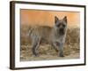 Cairn Terrier Standing with One Paw Raised-Petra Wegner-Framed Photographic Print