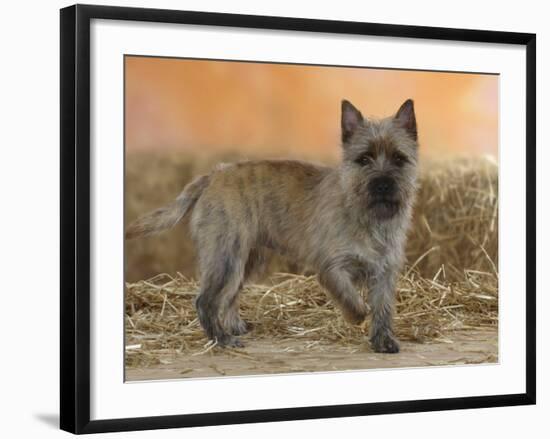 Cairn Terrier Standing with One Paw Raised-Petra Wegner-Framed Photographic Print