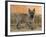 Cairn Terrier Standing with One Paw Raised-Petra Wegner-Framed Photographic Print